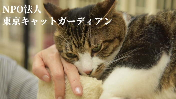 東京キャット ガーディアン 2b483f11d928a981c831a7f254e59181